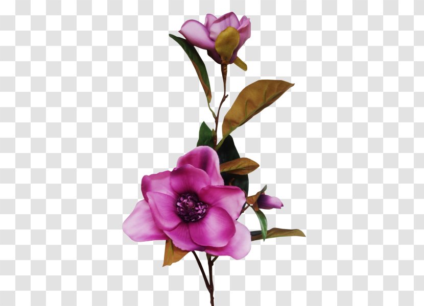Garden Roses Floral Design Cut Flowers - Flora - Rose Transparent PNG