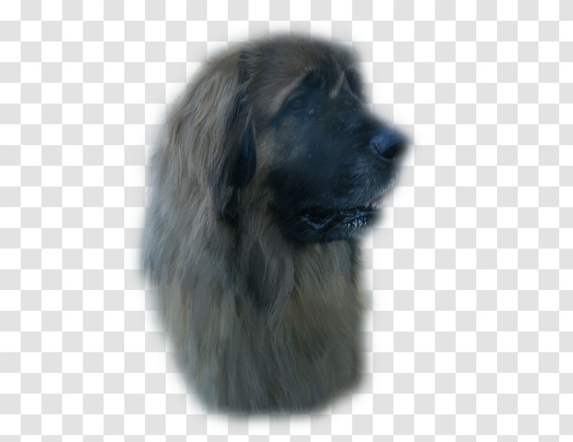 Estrela Mountain Dog Sarplaninac Leonberger Newfoundland Breed - Like Mammal - Ali Transparent PNG