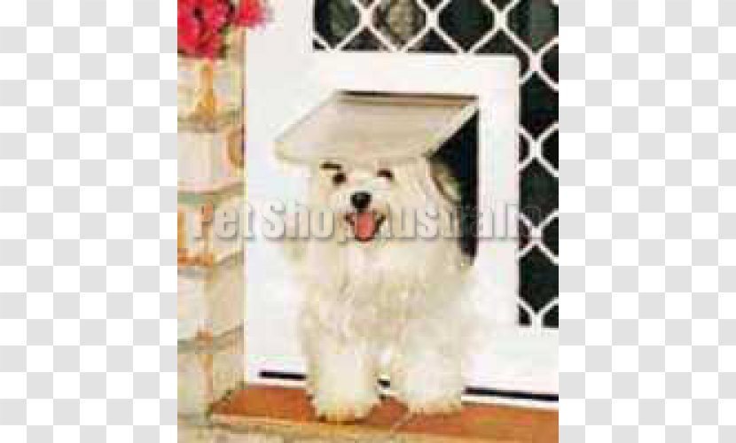 Maltese Dog Havanese Coton De Tulear Cat West Highland White Terrier - Like Mammal - Security Door Transparent PNG