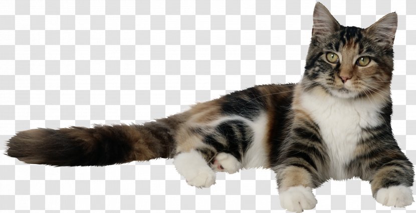 Cat Kitten Dog Squirrel Pet - Small To Medium Sized Cats Transparent PNG