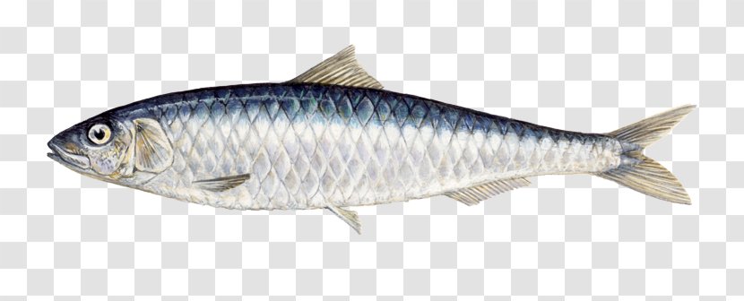 Indian Oil Sardine Oily Fish Food - Fauna Transparent PNG