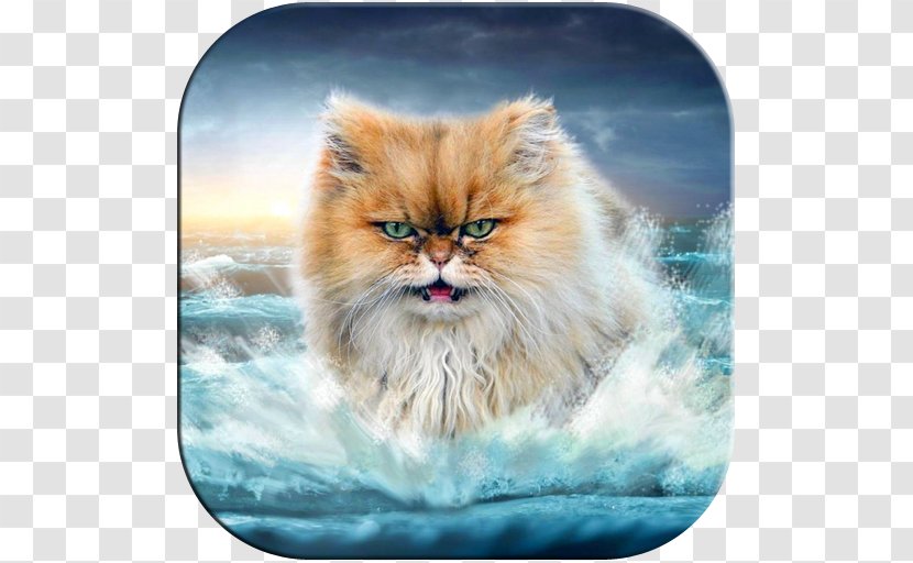 Lolcat Desktop Wallpaper IPhone 6 - Cat Lady Transparent PNG