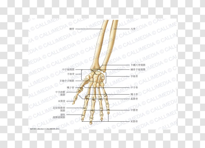 Finger Bone Carpometacarpal Joint Forearm - Heart - Hand Transparent PNG