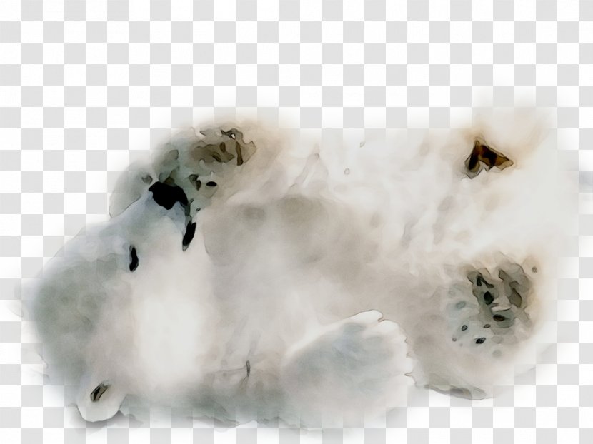 Polar Bear Cat Dog Desktop Wallpaper - Puppy - Claw Transparent PNG