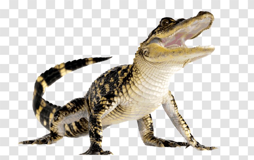 Crocodile Alligator Euclidean Vector Icon - Wildlife - Komodo Dragon File Transparent PNG
