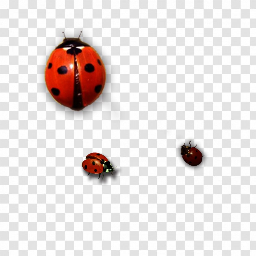 Ladybird Insect - Beetle - Ladybug Transparent PNG