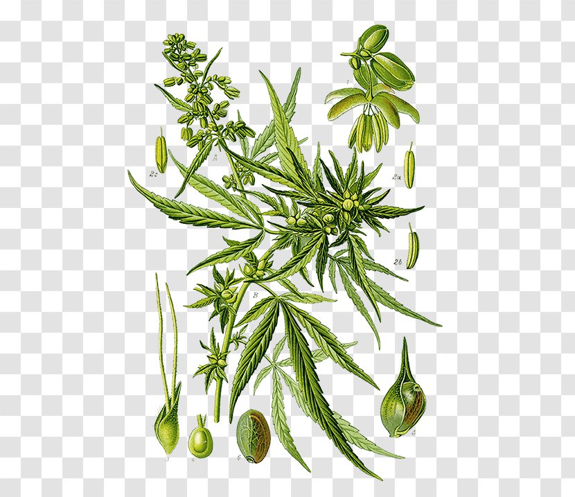 Cannabis Sativa Medical Marijuana Sativum - Drug Transparent PNG