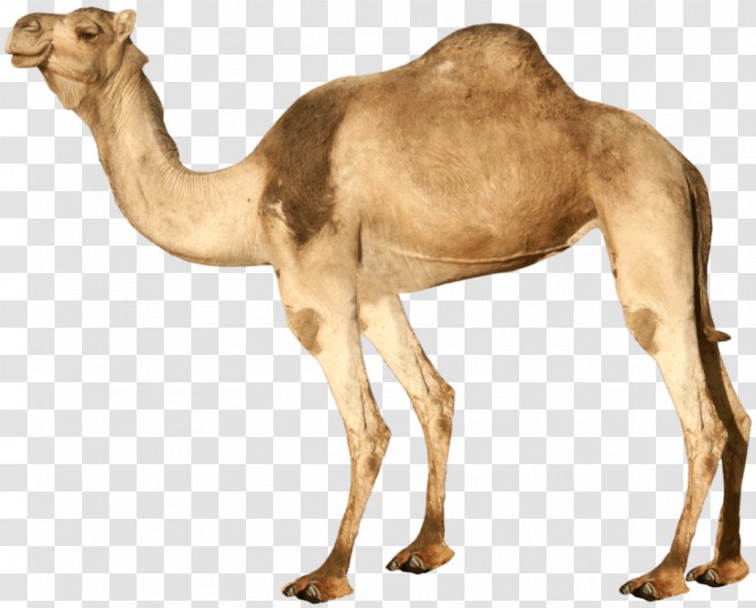 Dromedary Bactrian Camel Clip Art - Wildlife - Image Transparent PNG