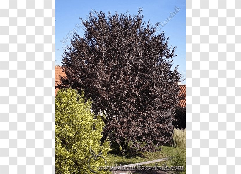 Oak Shrubland Biome Vegetation - Plant Community - PRUNUS Transparent PNG