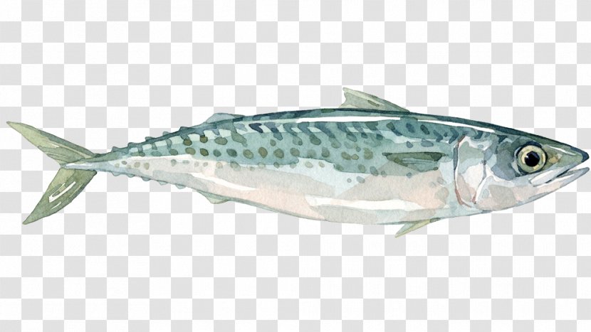 Sardine Mackerel Fish Products Anchovy Oily - Yellowfin Tuna - Blue Transparent PNG