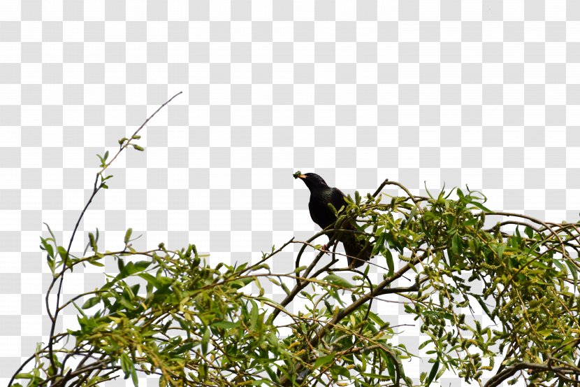 Shrub Bird Clip Art - Branch - Birds Transparent PNG