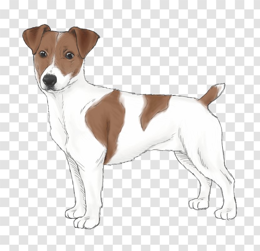Jack Russell Terrier Parson Plummer Smooth Fox - Russel Transparent PNG