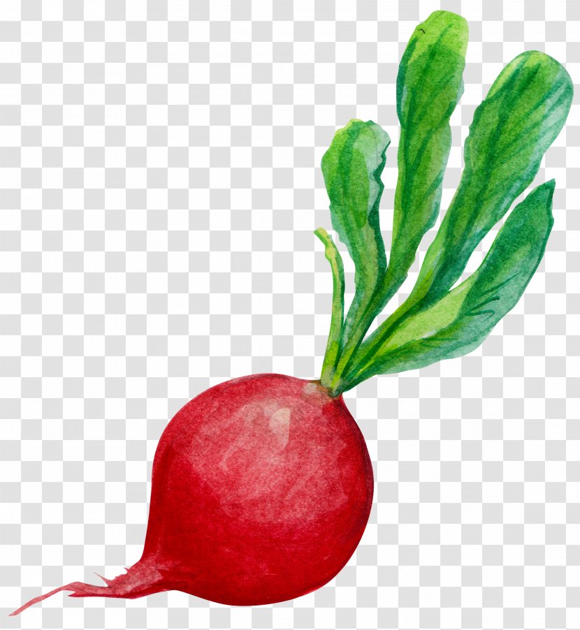 Radish Carrot Clip Art - Still Life Photography - Hand-painted Carrots Transparent PNG
