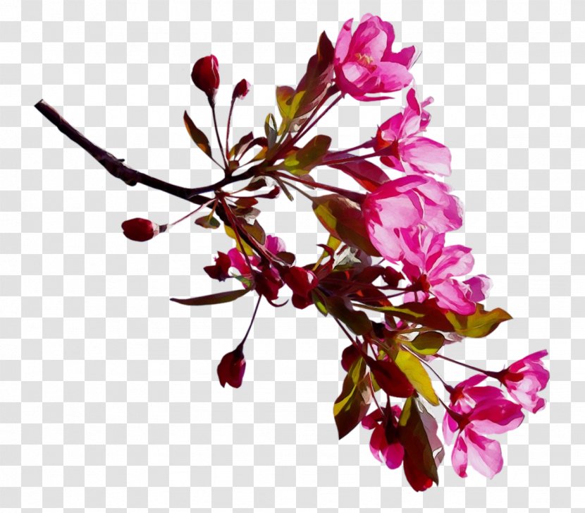 Clip Art Cherry Blossom Image - Plant Stem - Cherries Transparent PNG