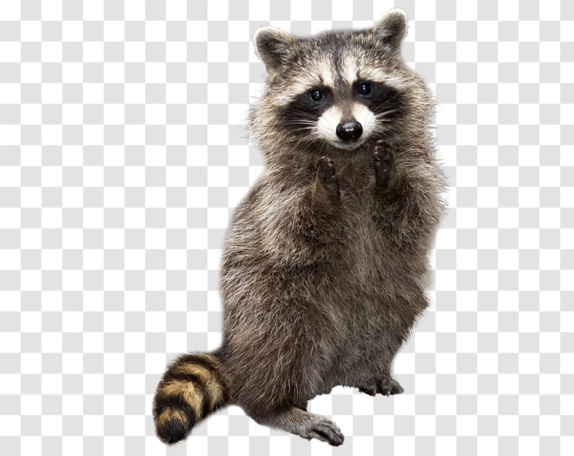 Raccoon Whiskers Viverridae Cat Pet - Controlledaccess Highway Transparent PNG