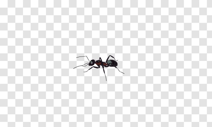 Black Garden Ant Insect Tupolev ANT-2 Transparent PNG