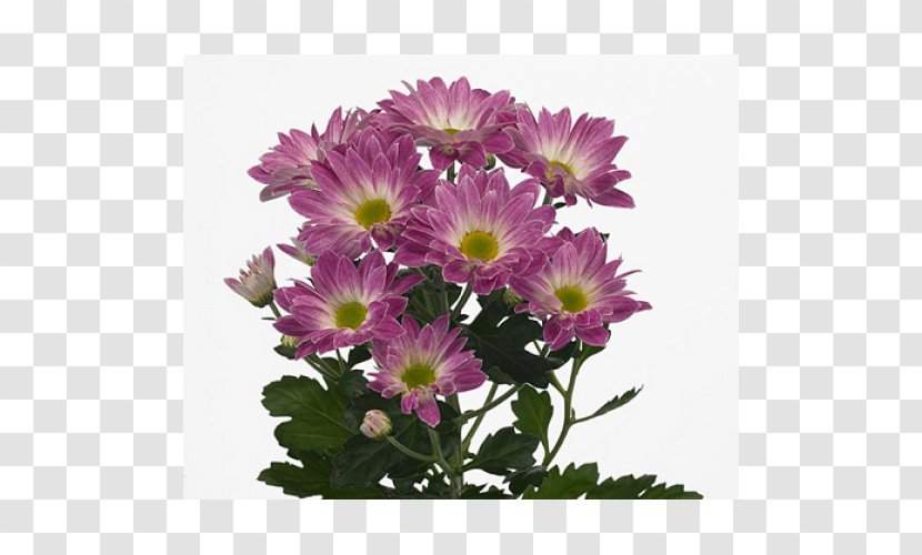 Chrysanthemum Flower Transvaal Daisy Garden Roses Novopolotsk Transparent PNG