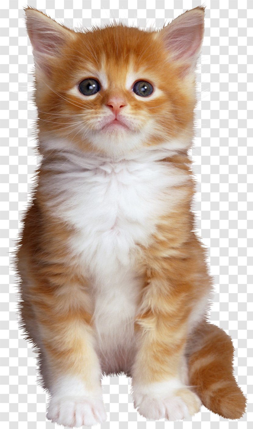 Wildcat Kitten Pet Dog - Cats Transparent PNG