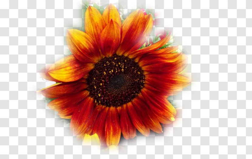 Transvaal Daisy Sunflower M Close-up - Closeup - Family Transparent PNG