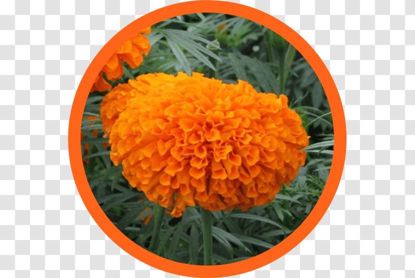 Lutein Mexican Marigold Food Kemin Industries Ingredient - Grass - Health Transparent PNG