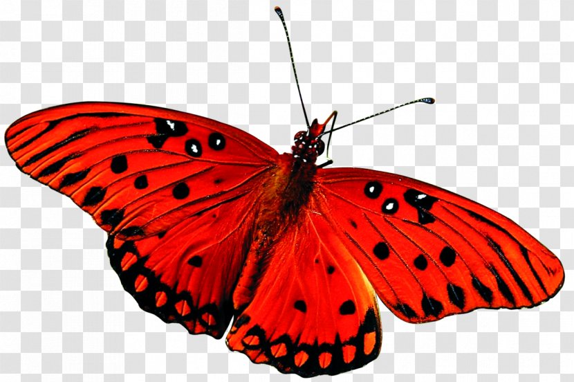 Butterfly Insect Desktop Wallpaper Red - Brush Footed Transparent PNG