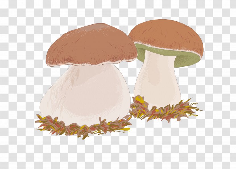 Boletus Edulis Edible Mushroom Drawing Transparent PNG