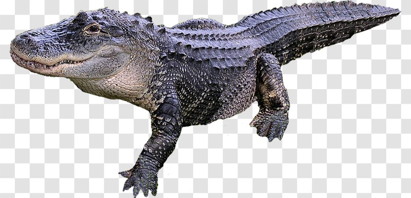 Crocodile American Alligator Reptile Transparent PNG
