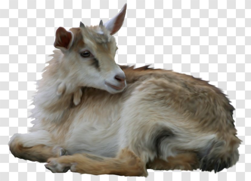 Goat Sheep Clip Art Transparent PNG