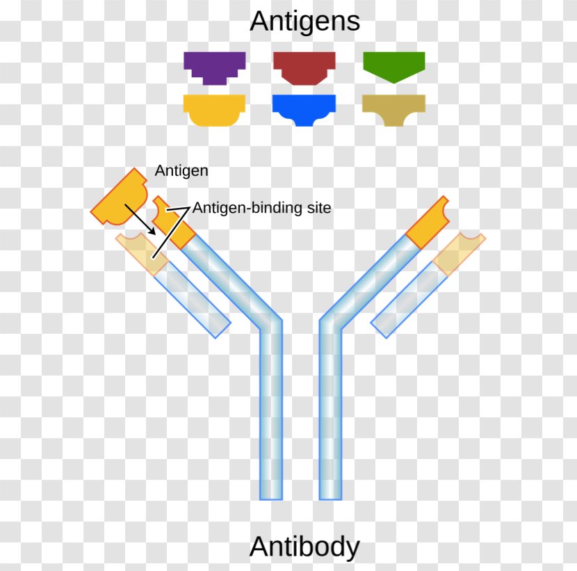 Antigen Antibody Binding Site Paratope Molecular - Spyryx Biosciences Transparent PNG