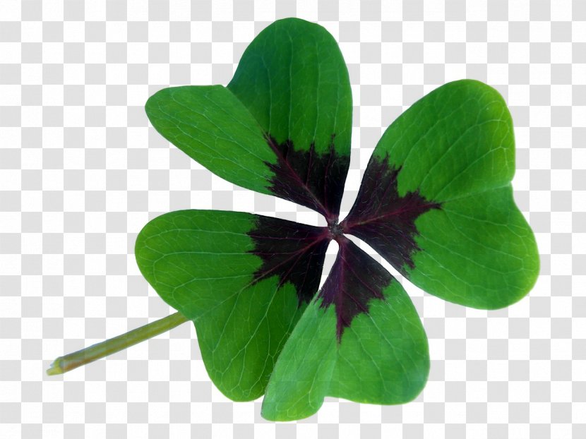 Four-leaf Clover Luck Plant Wood-sorrel - Petal - Kleeblatt Transparent PNG