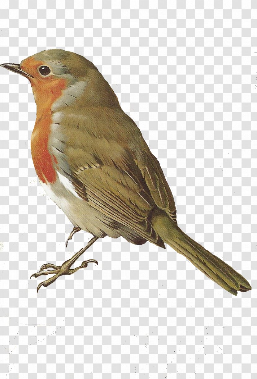 Woodbury Bird European Robin Maybe April Clip Art - Songbird Transparent PNG