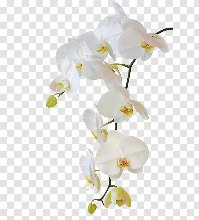 Moth Orchids Flower Stock Photography - Flowering Plant Transparent PNG