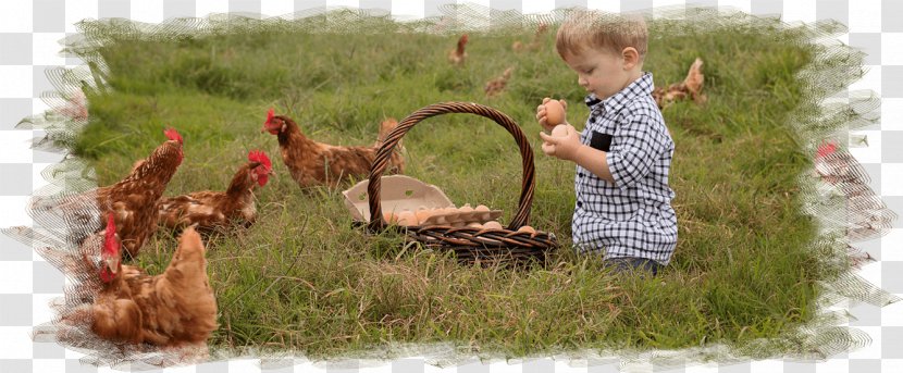 Free-range Eggs Chicken Food Free Range - Grass Family - Atherton Transparent PNG