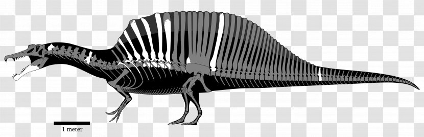 Tyrannosaurus Giganotosaurus Sigilmassasaurus Carcharodontosaurus Dinosaur - Paleoart Transparent PNG