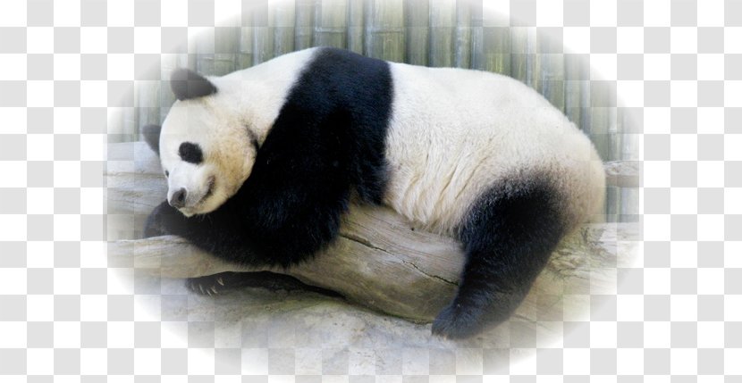 Giant Panda Fur Snout Terrestrial Animal - Bear Transparent PNG