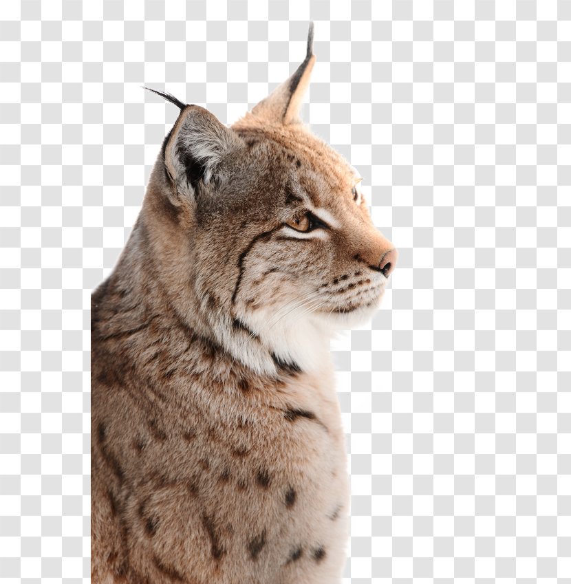 Wild- Und Freizeitpark Ostrittrum Lynx Wildcat Whiskers Photography - Royalty Payment Transparent PNG