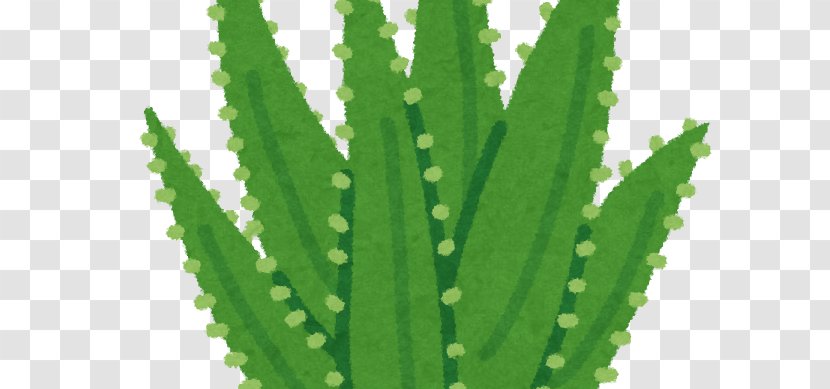 Triangle Cactus Aloe Vera Leaf Medicinal Plants - Gel - Plant Transparent PNG