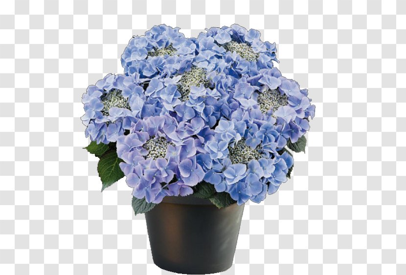 French Hydrangea Flowerpot Ornamental Plant Transparent PNG