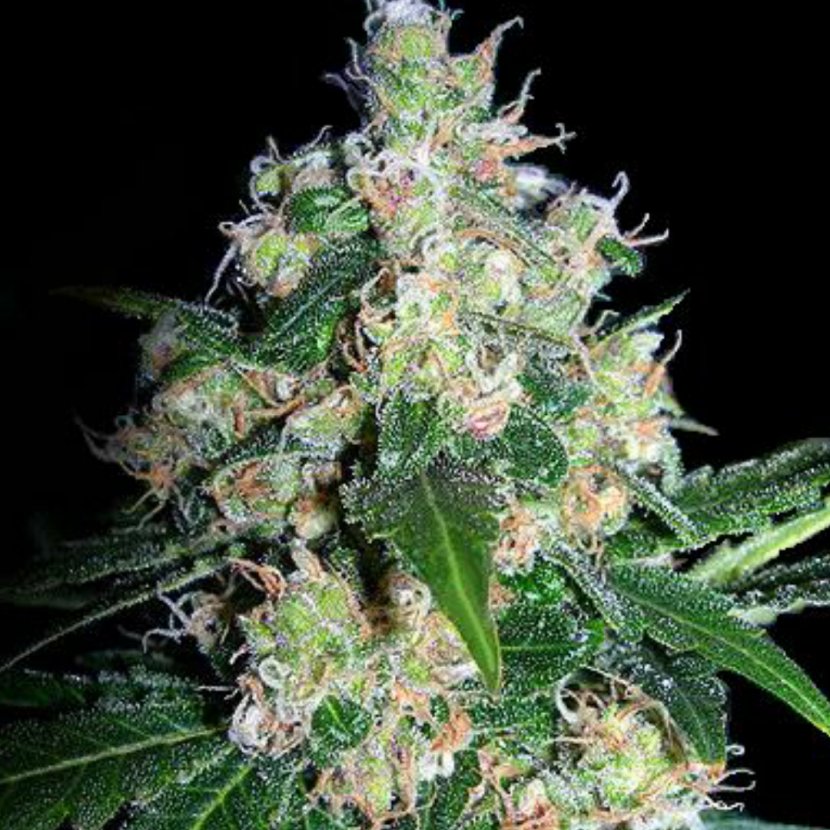 Cannabis Seedsman Seeds Seed Bank Skunk Transparent PNG