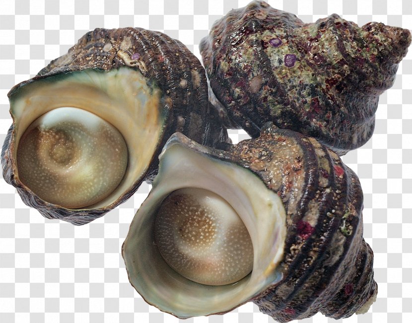 Oyster Seafood Shellfish Scallop - Sea - Pearls Transparent PNG