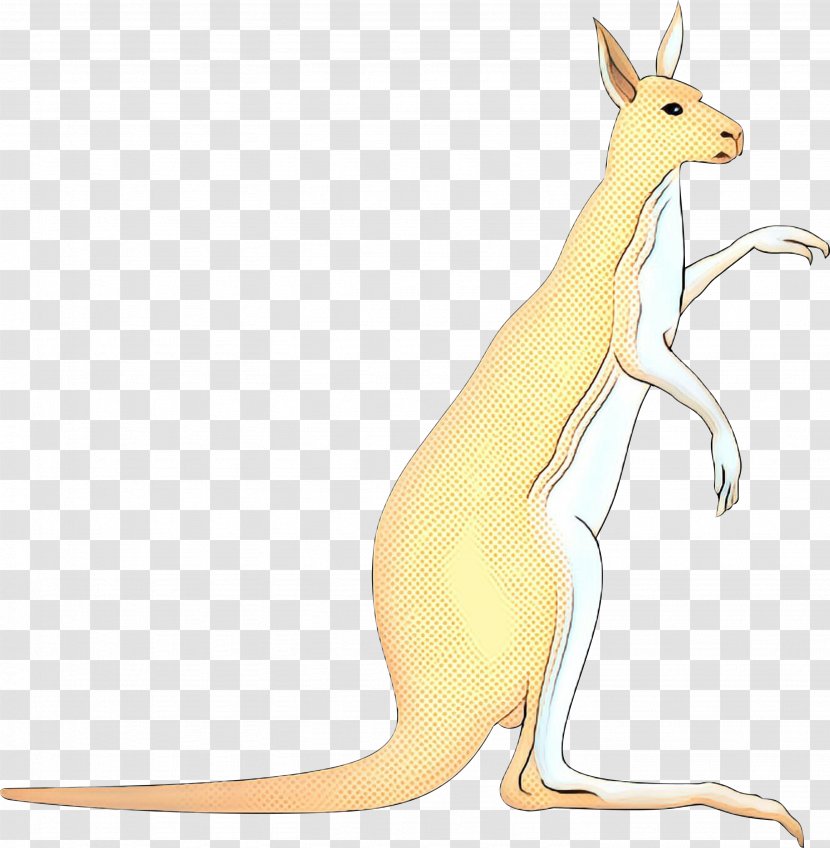 Kangaroo Macropods Hare Carnivores Fauna - Animal - Wildlife Transparent PNG