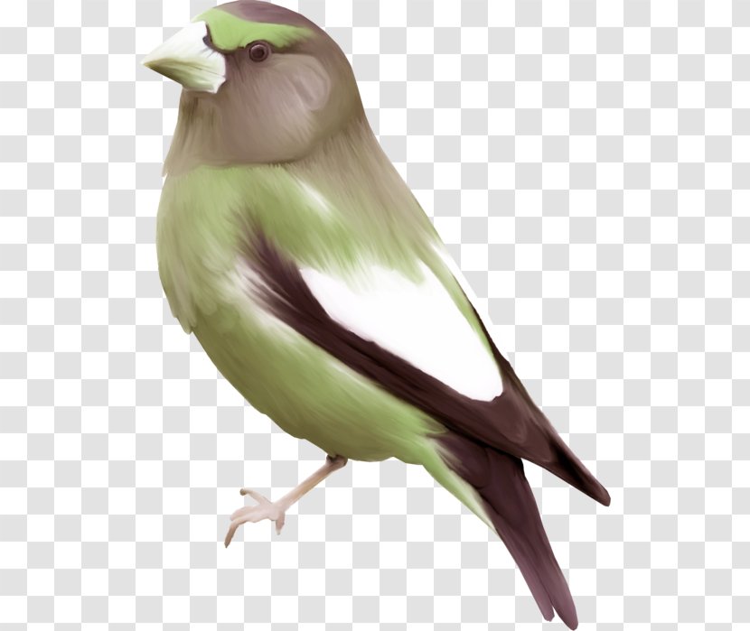 Bird Finch Swallow Mandarin Duck Watercolor Painting - Eurasian Tree Sparrow - Birds,Birds Transparent PNG