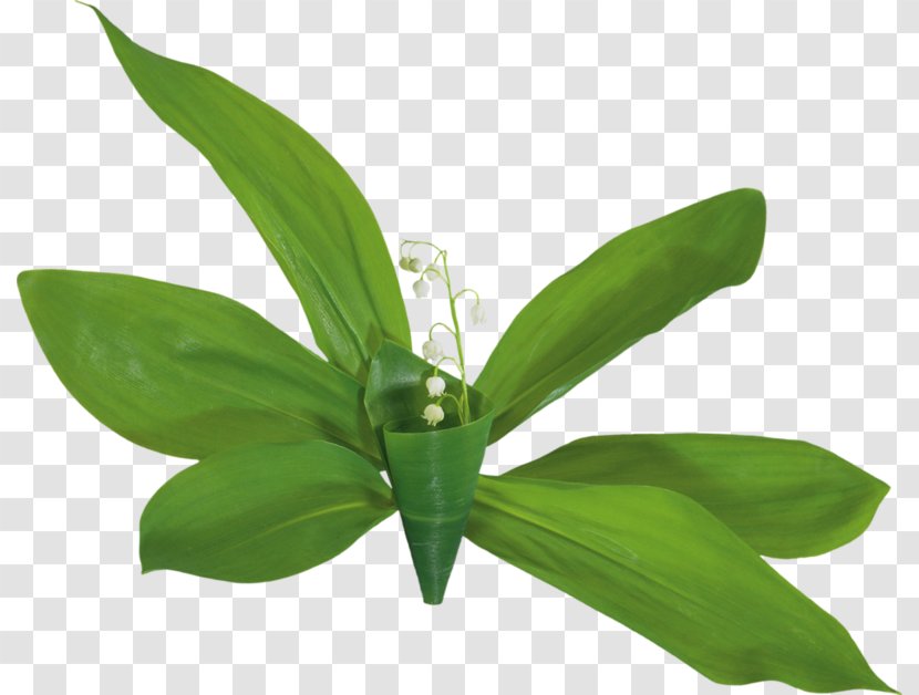 Lily Of The Valley Animaatio Clip Art - Lincoln Loud Transparent PNG