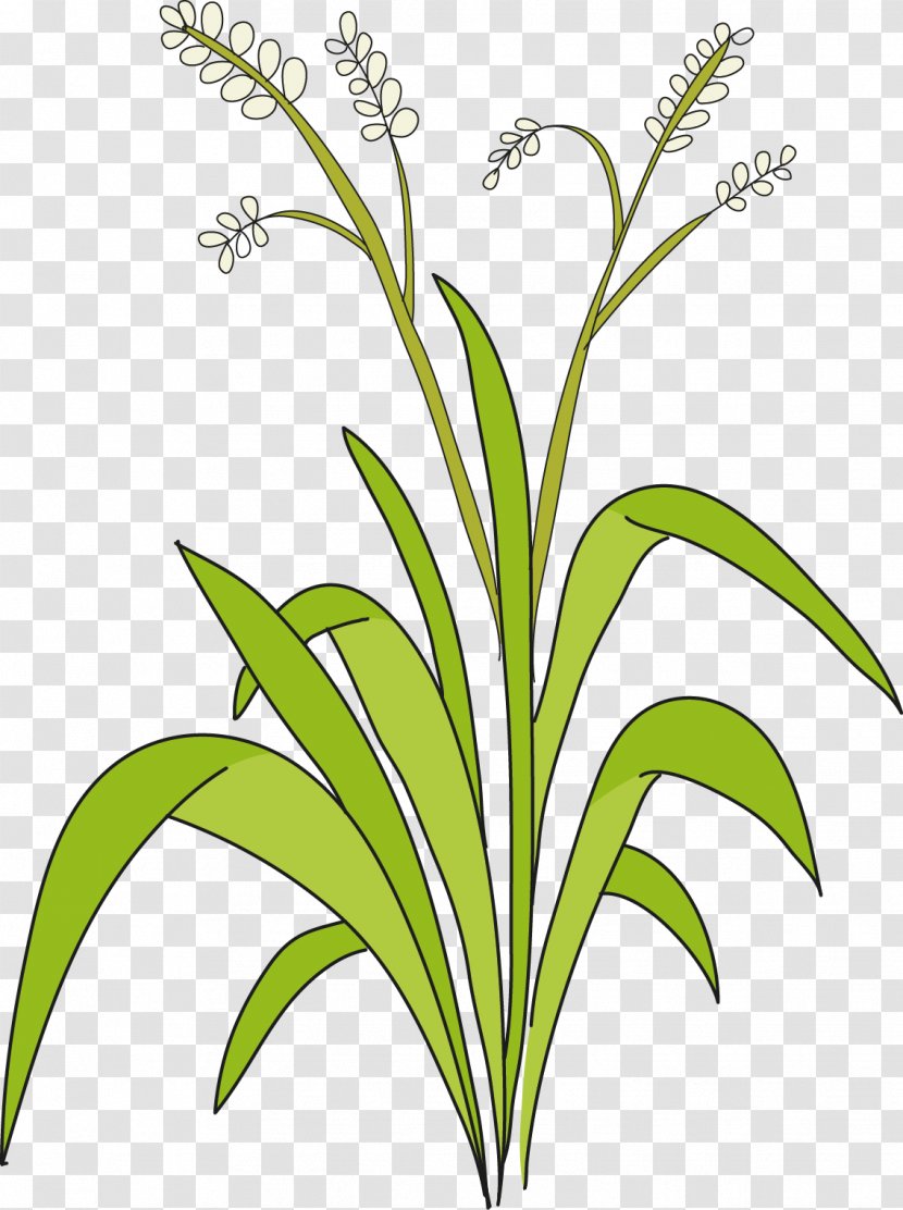 Sweet Grass Cut Flowers Plant Stem Leaf Line - Flora Transparent PNG