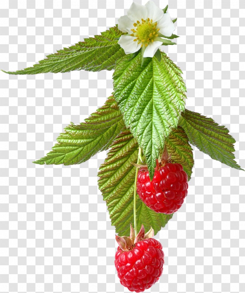 Red Raspberry - Natural Foods Transparent PNG