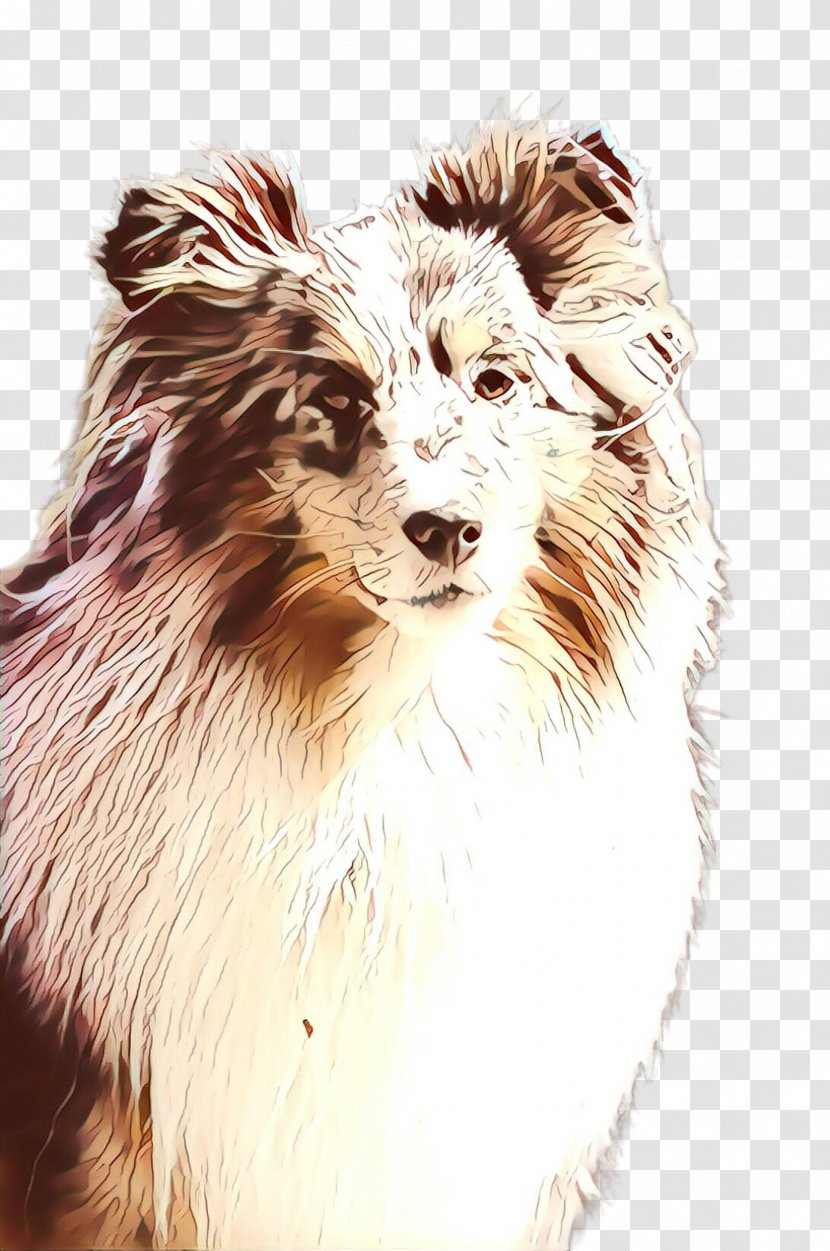 Border Collie - Companion Dog - Scotch Drawing Transparent PNG