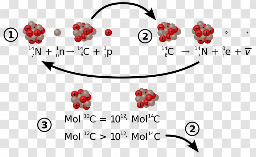 Carbon-14 Radioactive Decay Radiocarbon Dating Carbon-12 Isotope - Caries Transparent PNG