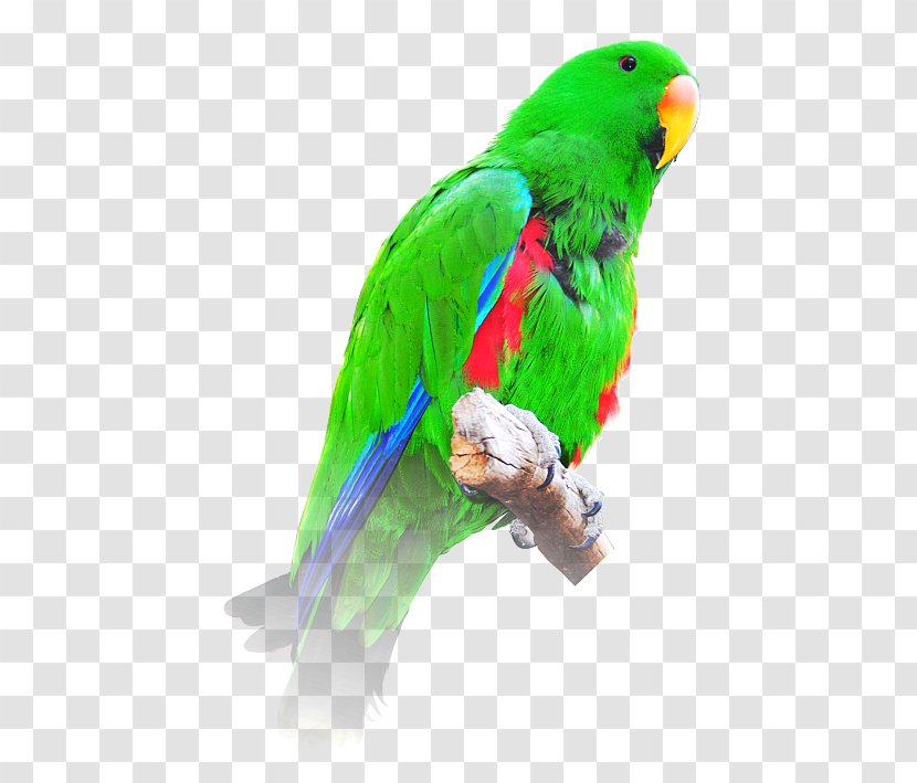 Budgerigar Bird Macaw Loriini Eclectus Parrot - Wing - Lord Krishna Transparent PNG