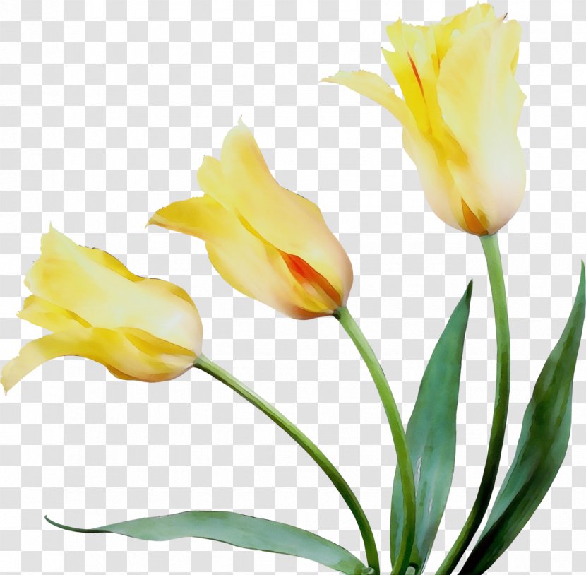 Lily Flower Cartoon - Bud - Lady Tulip Artificial Transparent PNG