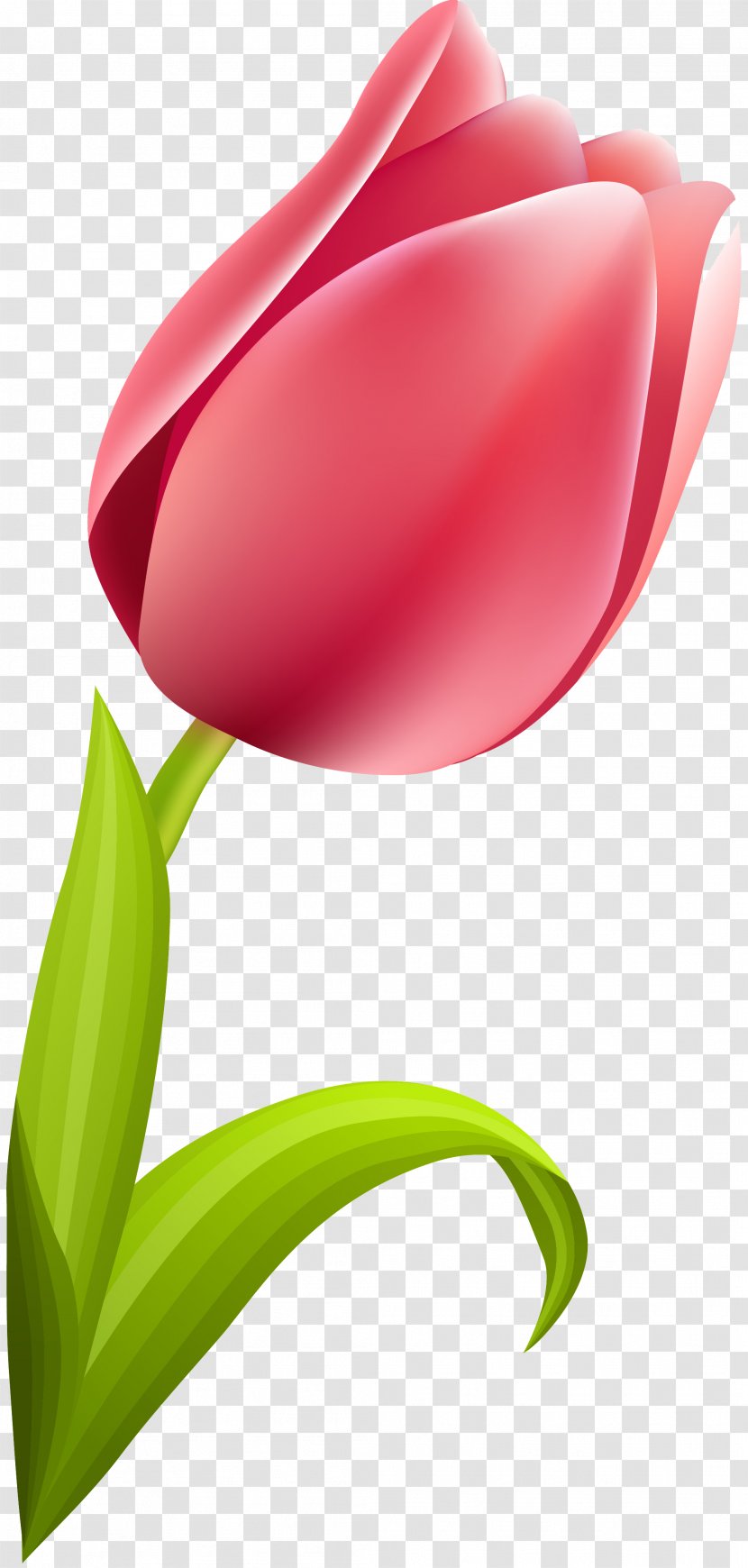 Tulip Flowering Plant Liliaceae Transparent PNG